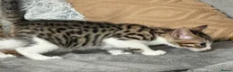 Bengal cats for sale: 🐾 2 Beautiful Bengal Cross Female Kittens  🐾 - Advert 3