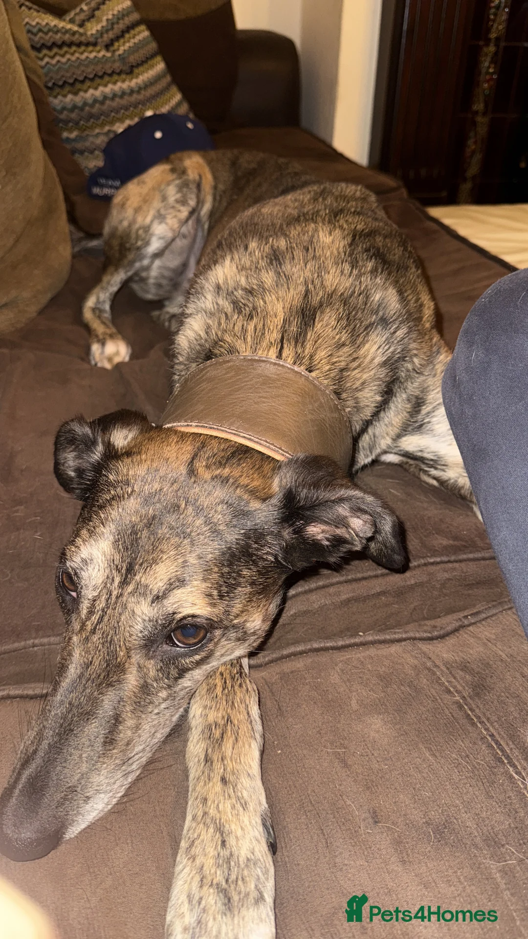 Lurcher dogs for sale: Urgent rehoming in Alcester - Advert 1