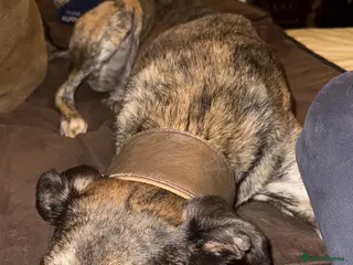 Lurcher dogs Urgent rehoming in Alcester - Advert 6