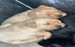 Labrador Retriever dogs for sale: Beautiful chunky KC Labrador ftch bloodline - Image 6