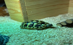 Tortoise reptiles for sale: Tortoise - Image 5