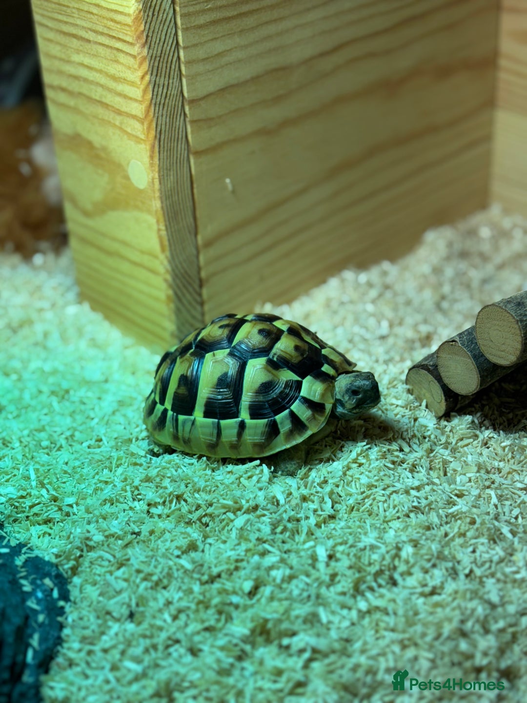 Tortoise reptiles for sale: Tortoise - Image 5