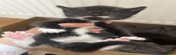 Mixed Breed cats for sale: 5 little girls  - Advert 5