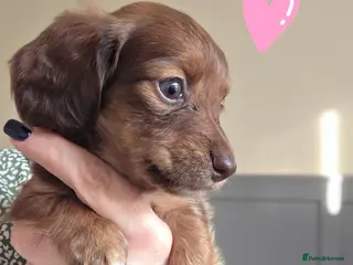 Miniature Dachshund dogs Mini Dachshund brindle ling haired - Advert 6