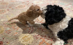 Cavapoo dogs for sale: Perfect family Cavapoos. Home raised, ready 28 Oct - Image 9