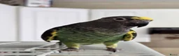 Parrots birds for sale: Meyers Parrot  - Advert 2
