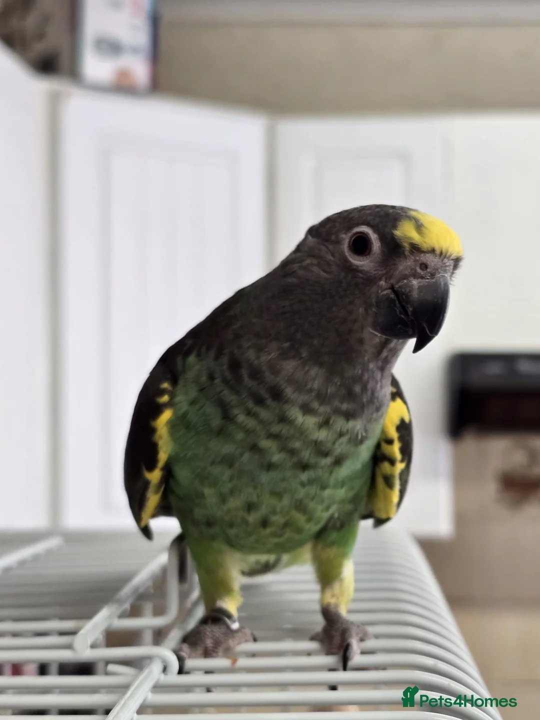 Parrots birds for sale: Meyers Parrot  - Advert 2