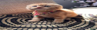Scottish Fold Shorthair Kitten 6