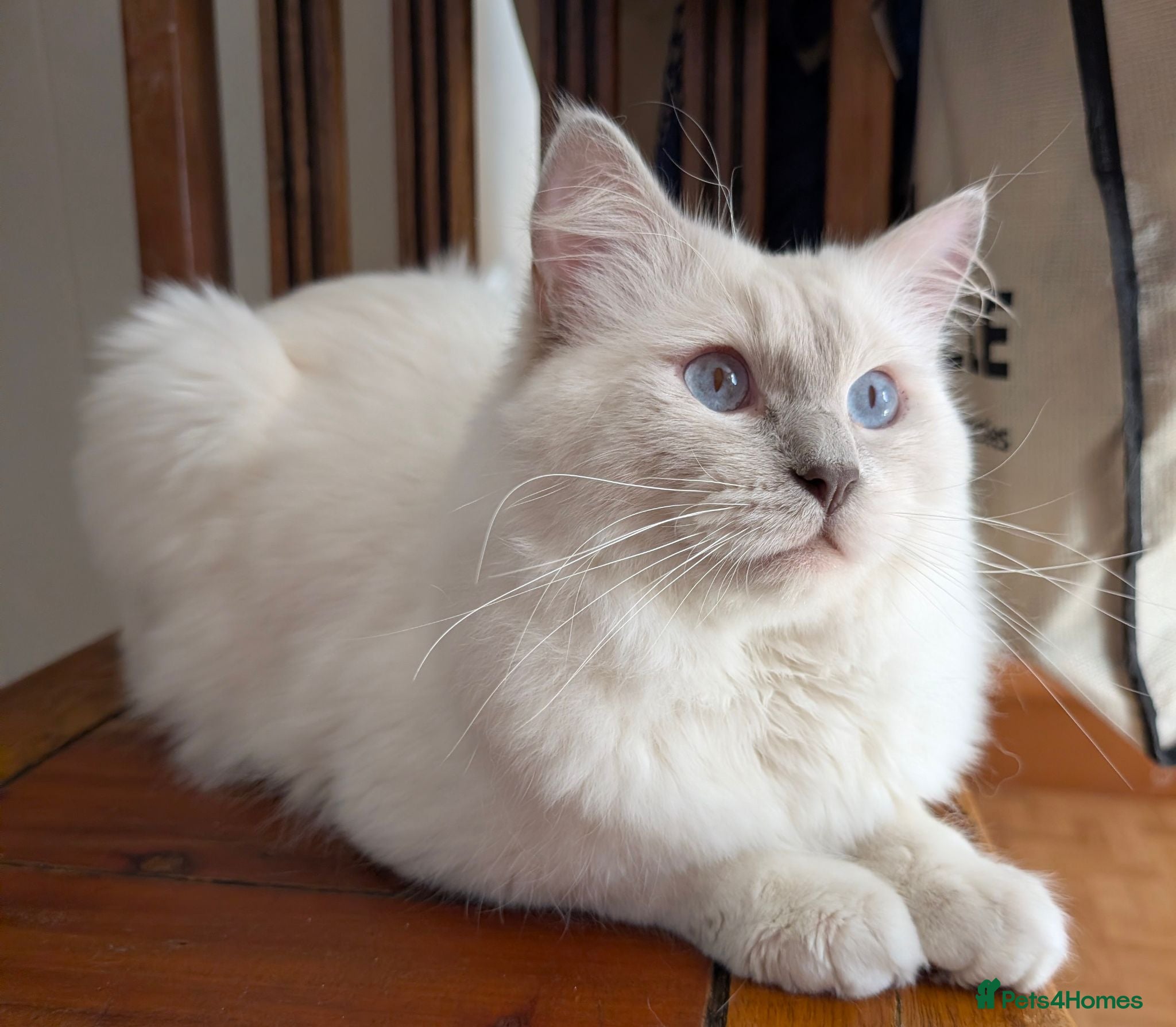Ragdoll cats ❤️GCCF Registered❤️Lilac Point ragdoll   - Advert 2