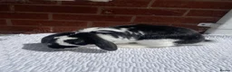Mini Lop rabbits for sale: Mini lop rabbit - Advert 4