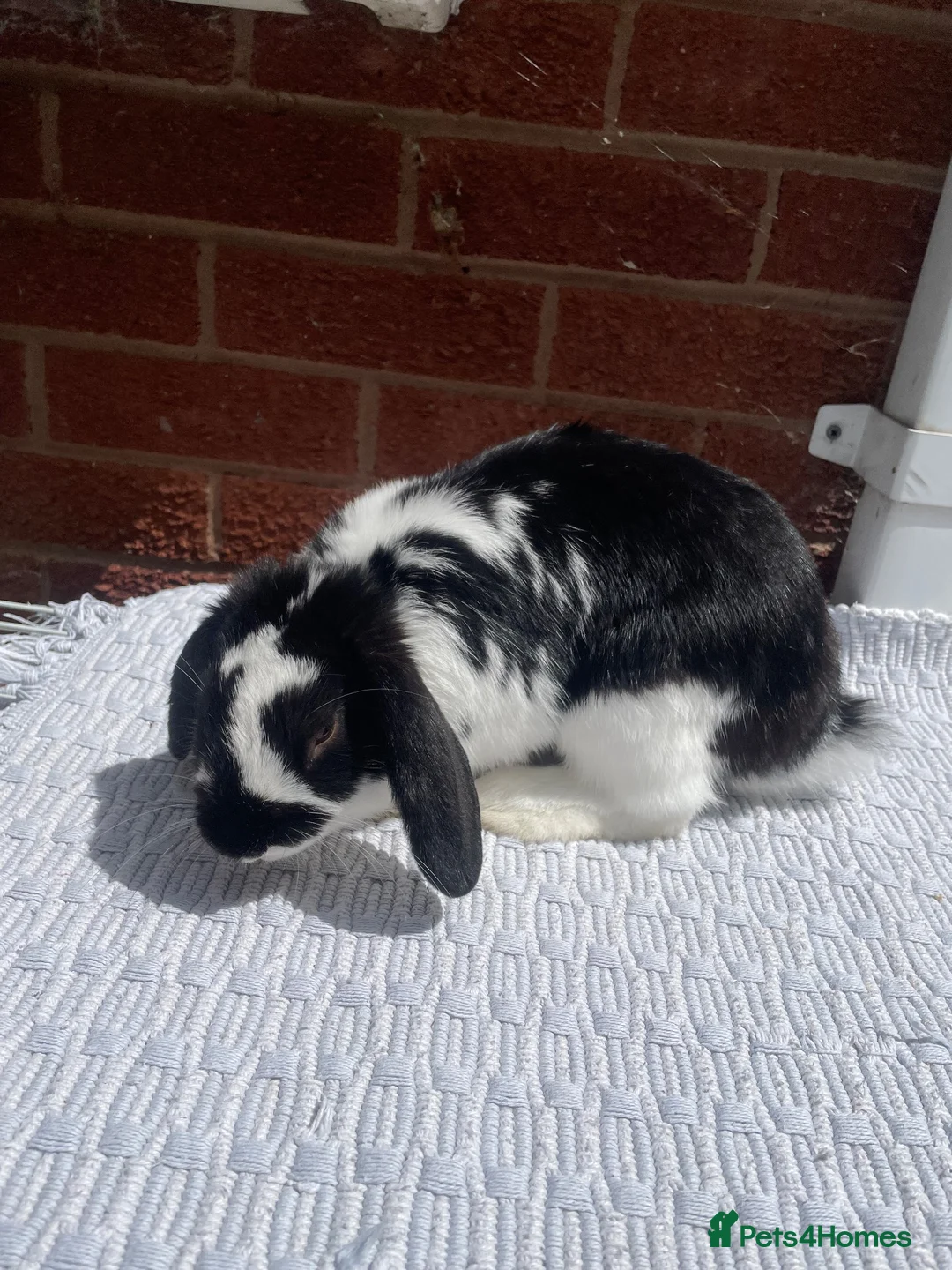 Mini Lop rabbits for sale: Mini lop rabbit - Advert 4