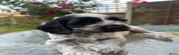 Mixed Breed dogs for sale: 6 adorable puppies  - Advert 14