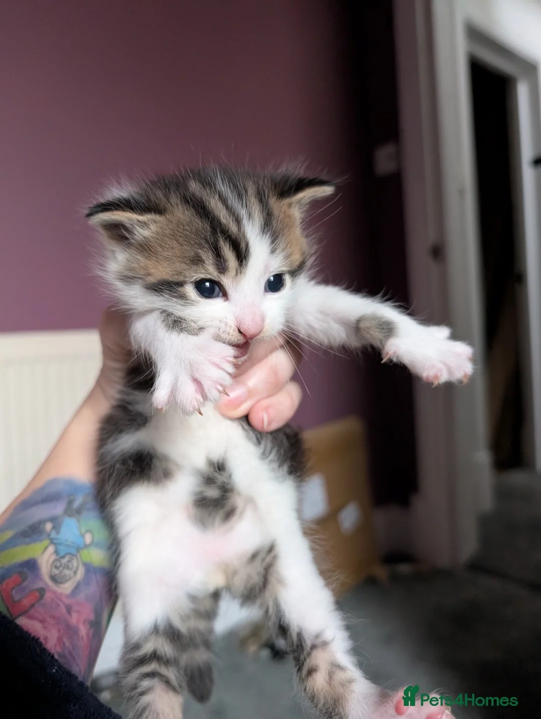 Mixed Breed cats for sale: 3 beautiful mixed breed kittens - Advert 7