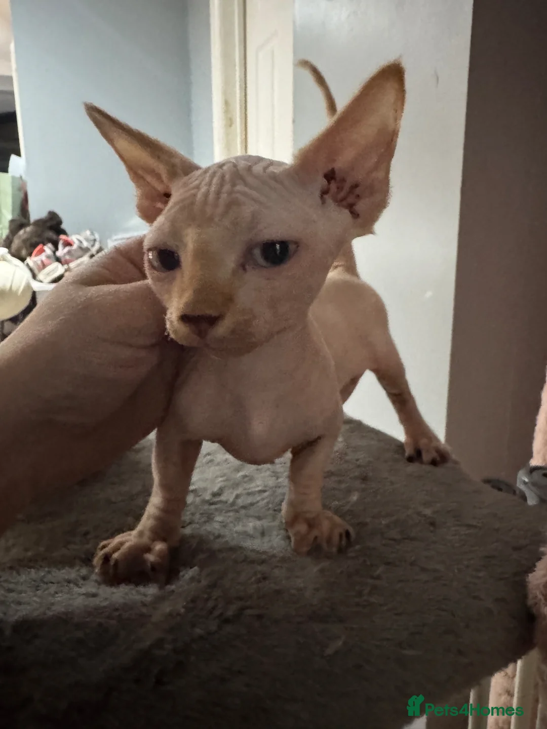 Sphynx cats for sale: sphynx and bambino kittens  - Advert 2