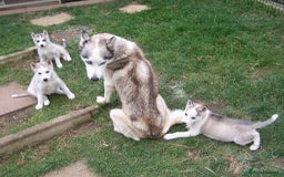 Siberian Husky dogs for sale: Siberian Husky puppies for sale ready now - Image 5