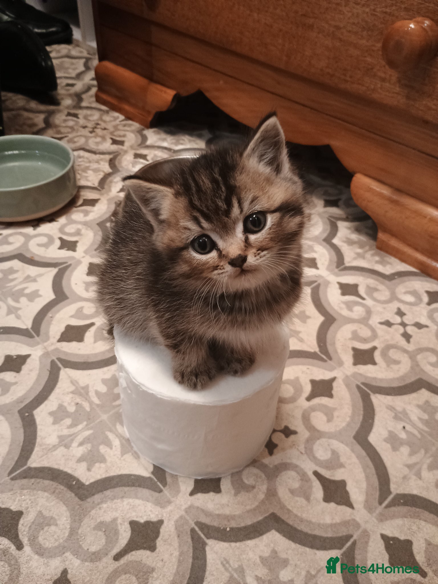 British Shorthair cats Pedigree British shorthair black golden, ready now - Advert 2