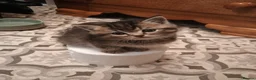 British Shorthair cats for sale: Gorgeous British shorthair kitten, ready now - Advert 5