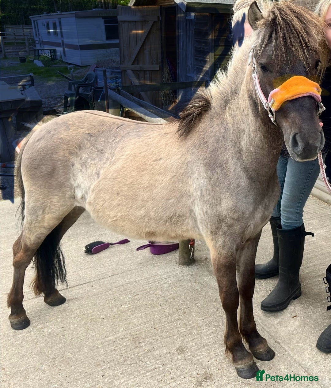 Dartmoor horses for sale: Dartmoor Hill Pony - Advert 8