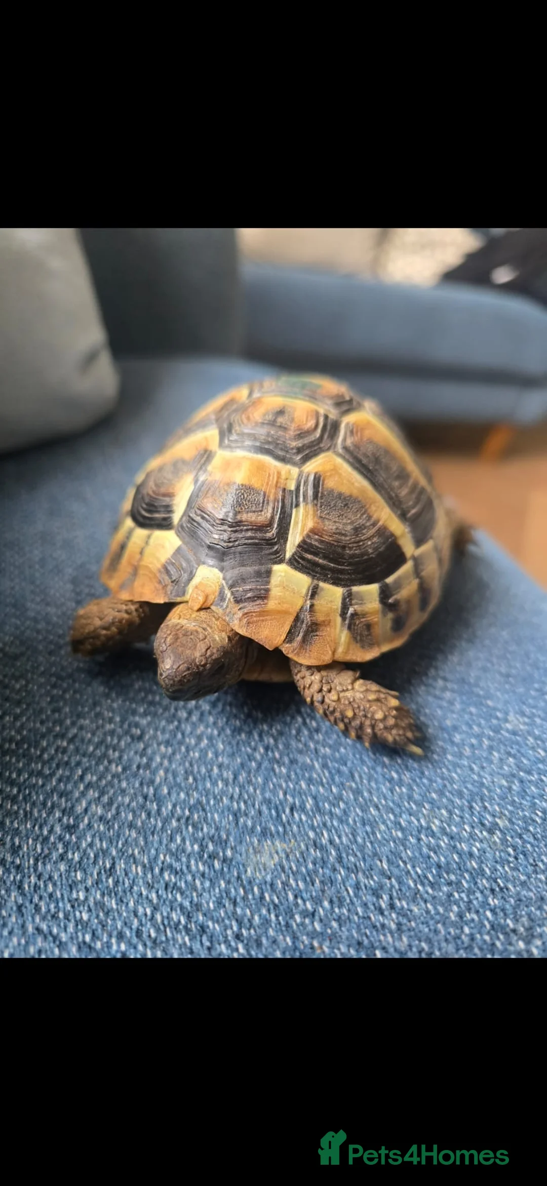 Hermann Tortoise reptiles for sale: 1yr old Hermann tortoise and tank in Stevenage - Advert 1