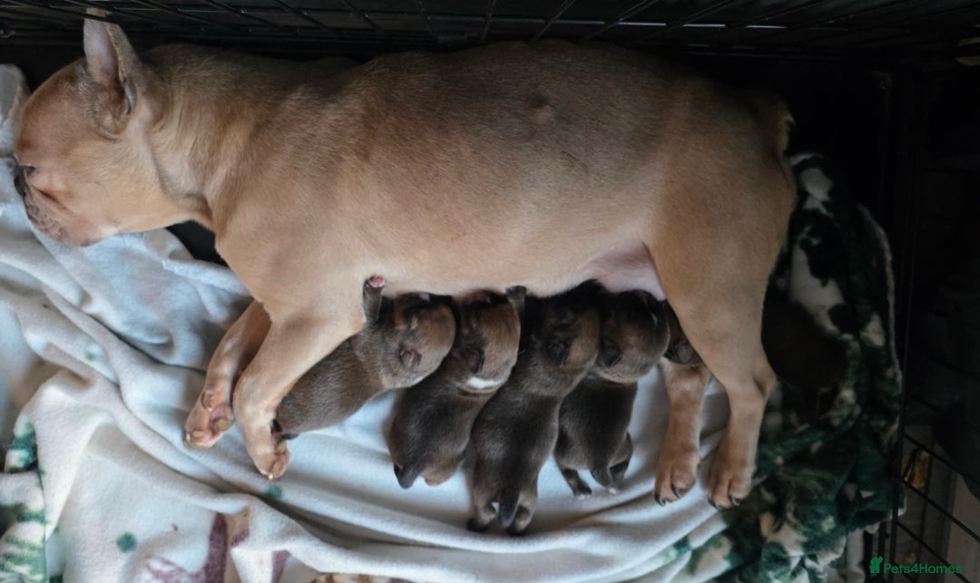 Mixed Breed dogs for sale: French bull jacks - Advert 2