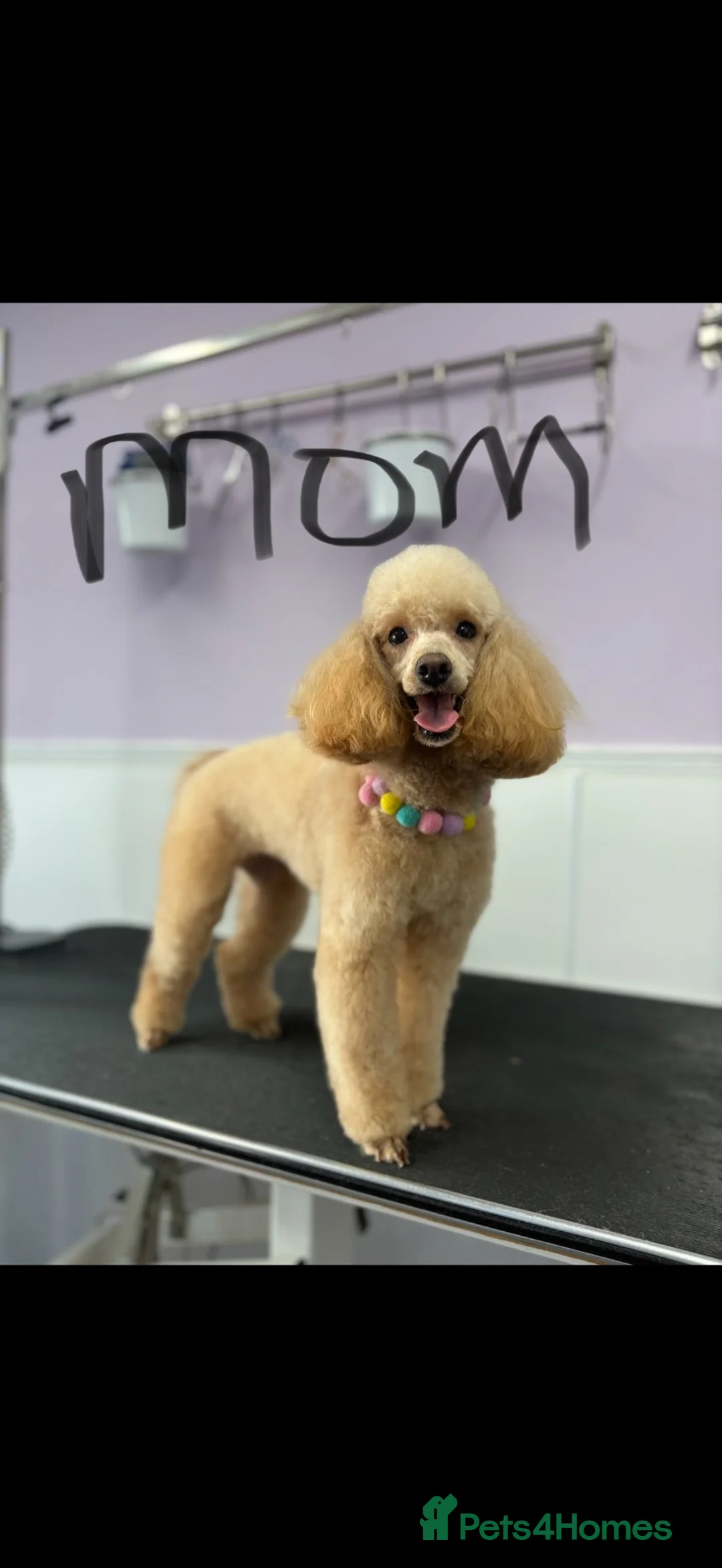 Toy Poodle dogs for sale: Red Toy Poodle Puppies  in Kidderminster - Advert 2