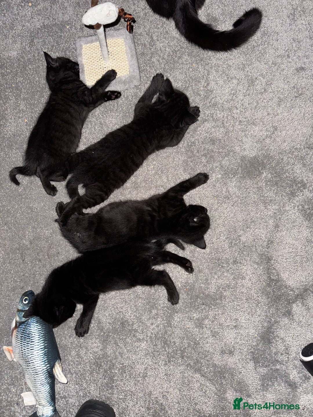 Mixed Breed cats for sale: Beautiful female kitten available  - Image 6