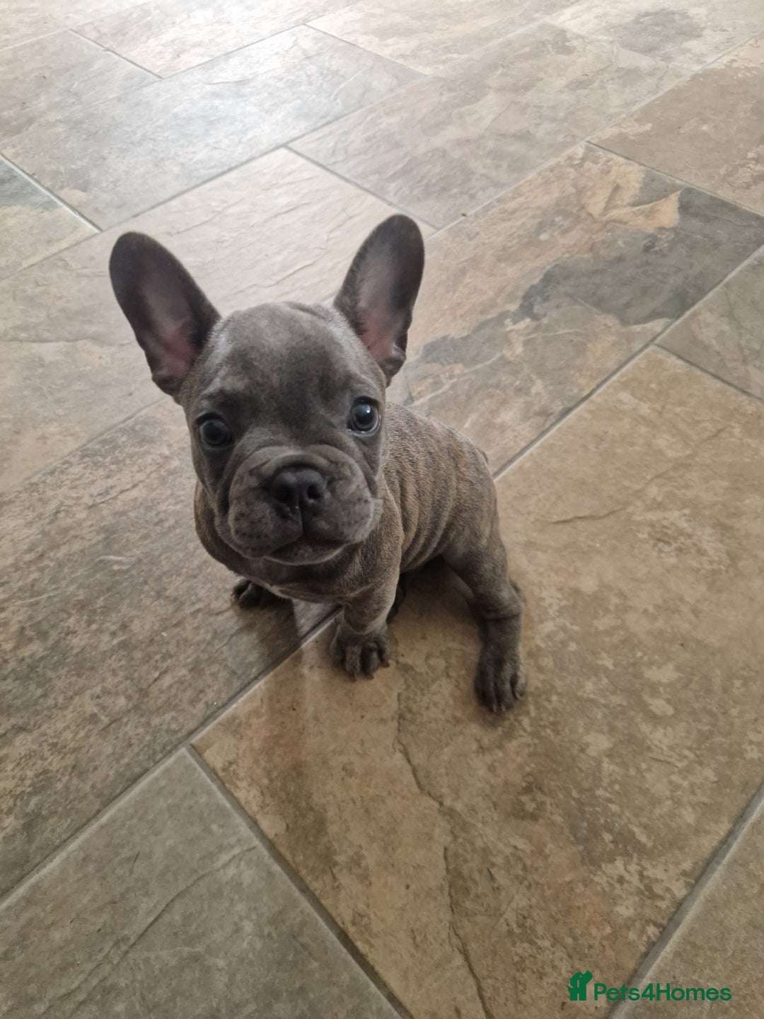 French Bulldog dogs for sale: Blue brindle French bulldog pup - Image 3
