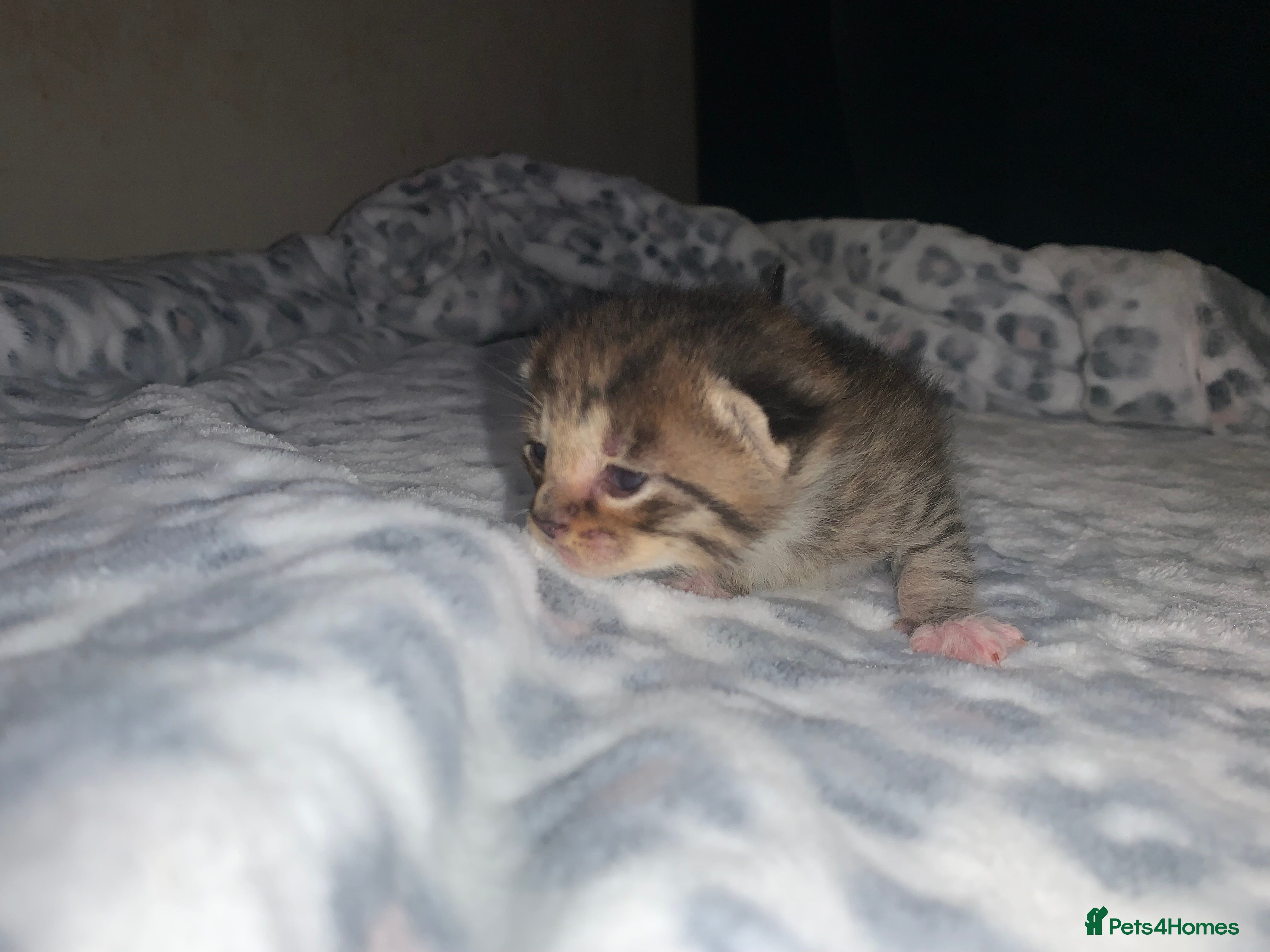 Mixed Breed cats Bright tabby’s and black kittens  - Advert 1