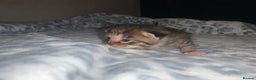 Mixed Breed cats for sale: Bright tabby’s and black kittens  - Advert 1