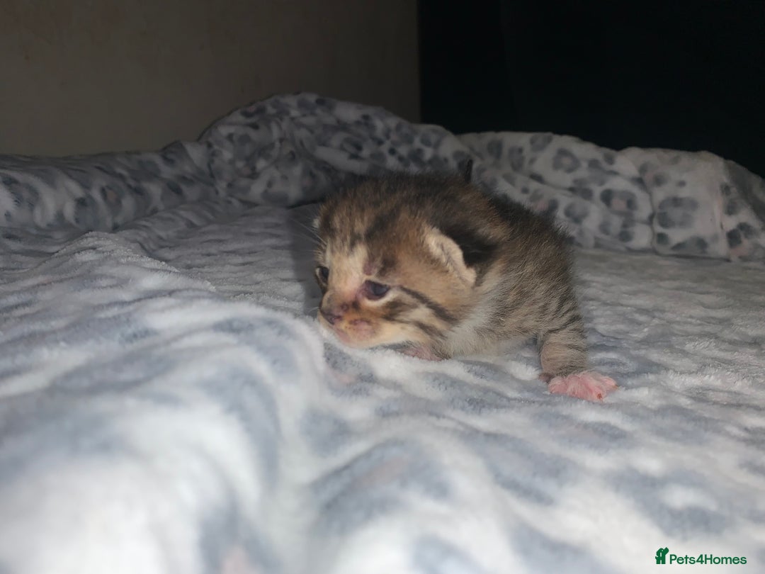 Mixed Breed cats for sale: Bright tabby’s and black kittens  - Advert 1