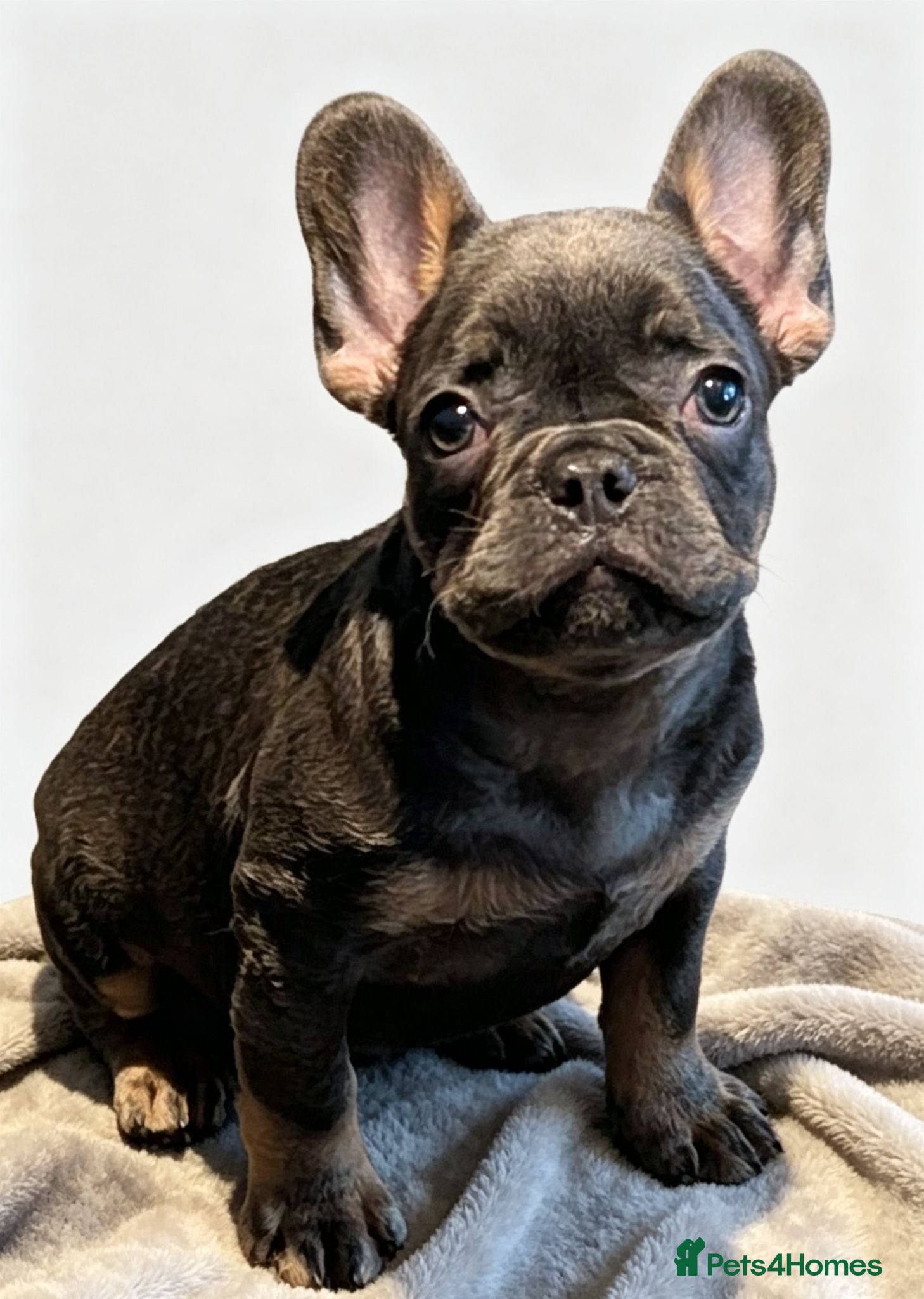 French Bulldog dogs Last little boy available ! - Advert 7