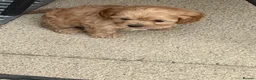Cavapoo dogs for sale: Charming cavapoo puppies  - Advert 23