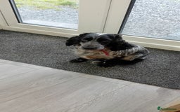 Cocker Spaniel dogs for sale: 2 YEAR OLD KC REG SHOW-COCKER SPANIAL BITCH  - Image 1