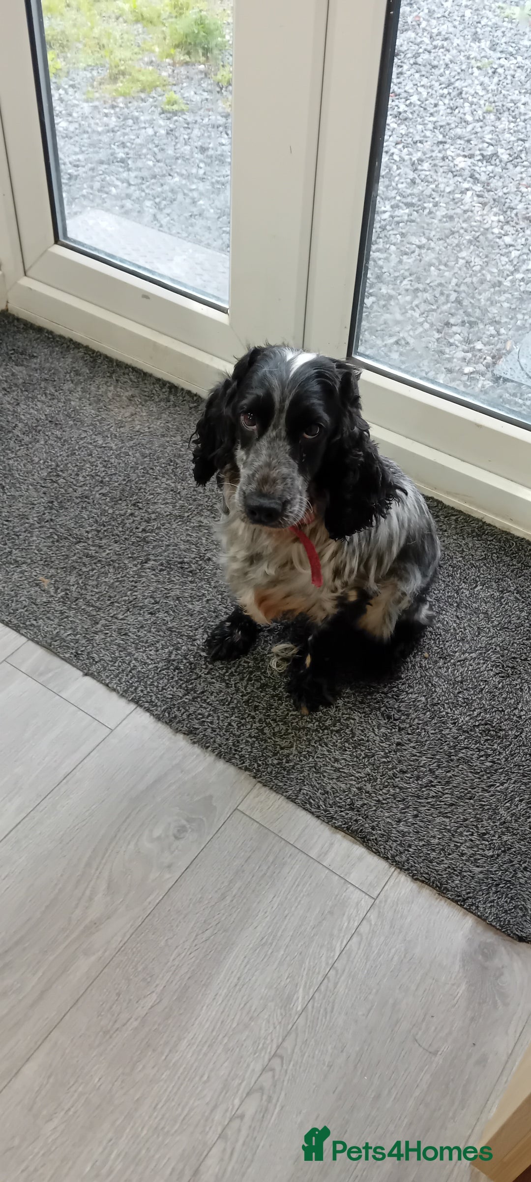 Cocker Spaniel dogs for sale: 2 YEAR OLD KC REG SHOW-COCKER SPANIAL BITCH  - Image 1