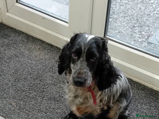 Cocker Spaniel dogs - Advert 27