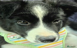 Border Collie dogs for sale: Beautiful Loving Female Border Collie - Image 4