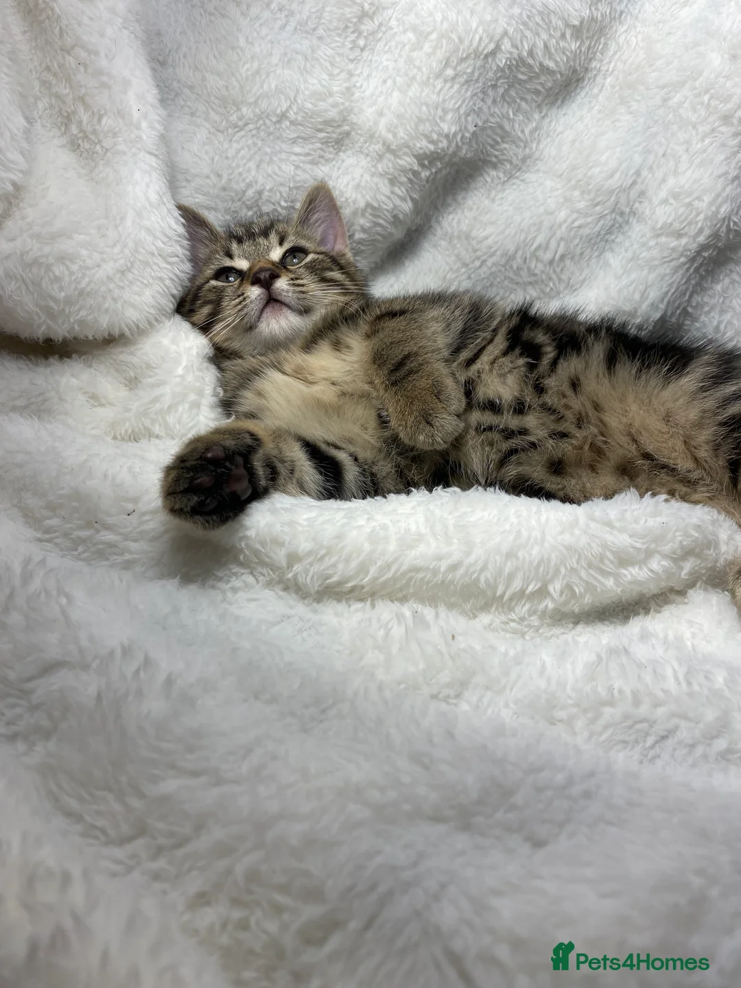 Mixed Breed cats for sale: Adorable Kitten Awaiting His Forever Home🏡 - Advert 2