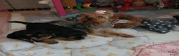 Yorkshire Terrier dogs for sale: Fearless Spirit, Affectionate Heart — Yorkies  in Sunderland - Advert 8