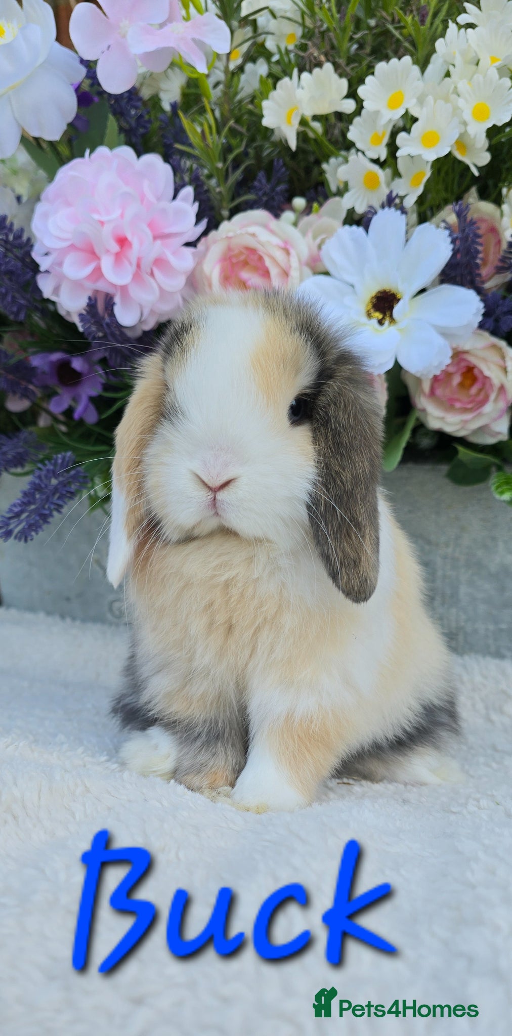 Mini Lop rabbits Beautiful quality mini lops - Advert 1