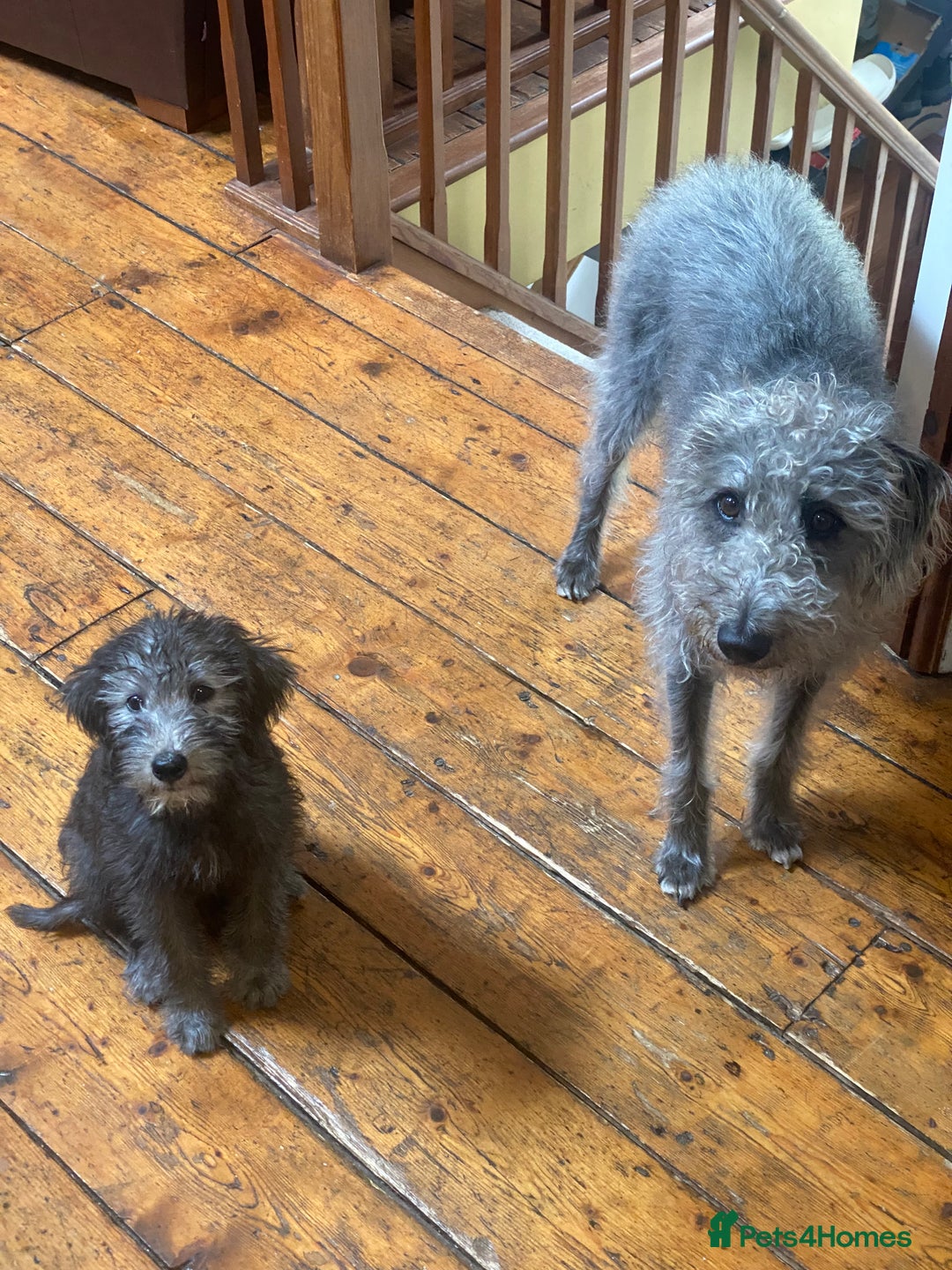 Bedlington Terrier dogs for stud: 3/4 Bedlington 1/4 Whippet Stunning boy for stud - Advert 2