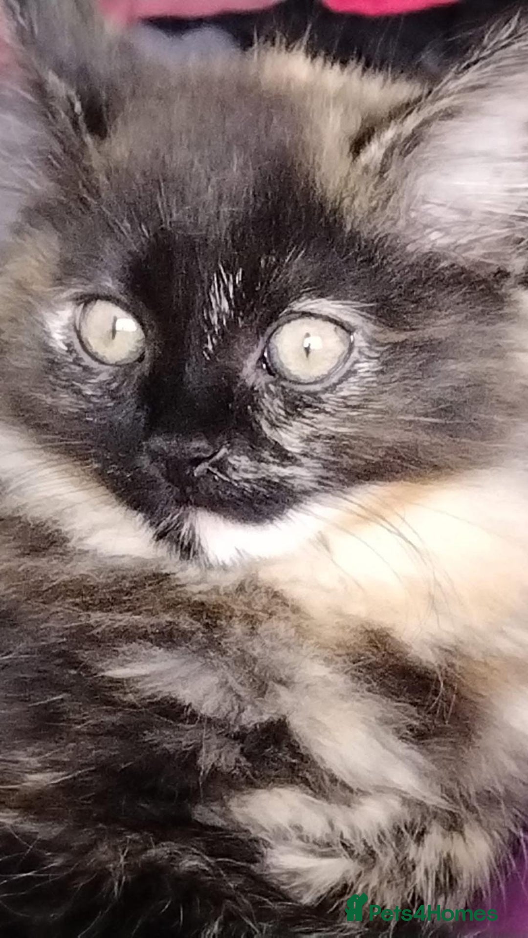 Mixed Breed cats for sale: Sweets in their pure form and without calories. - Image 9