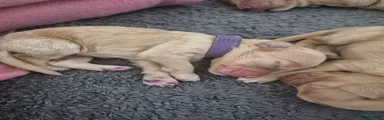 Cockapoo 5
