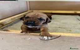 Mixed Breed dogs for sale: Boxsla (Boxer/Vizsla)  - Image 16