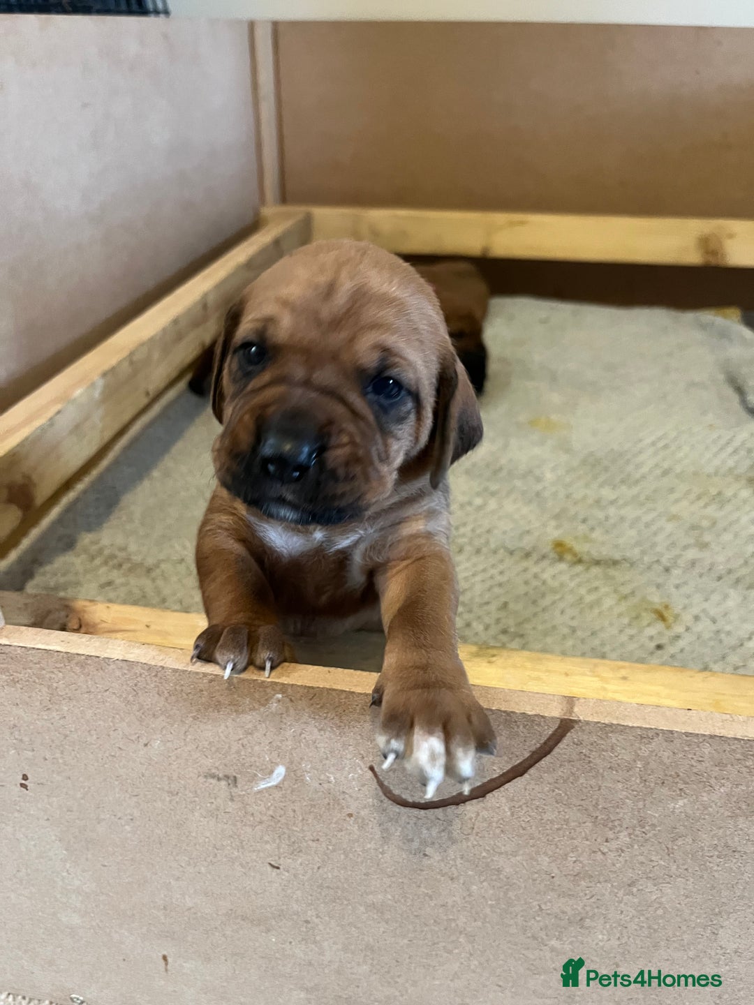 Mixed Breed dogs for sale: Boxsla (Boxer/Vizsla)  - Image 16