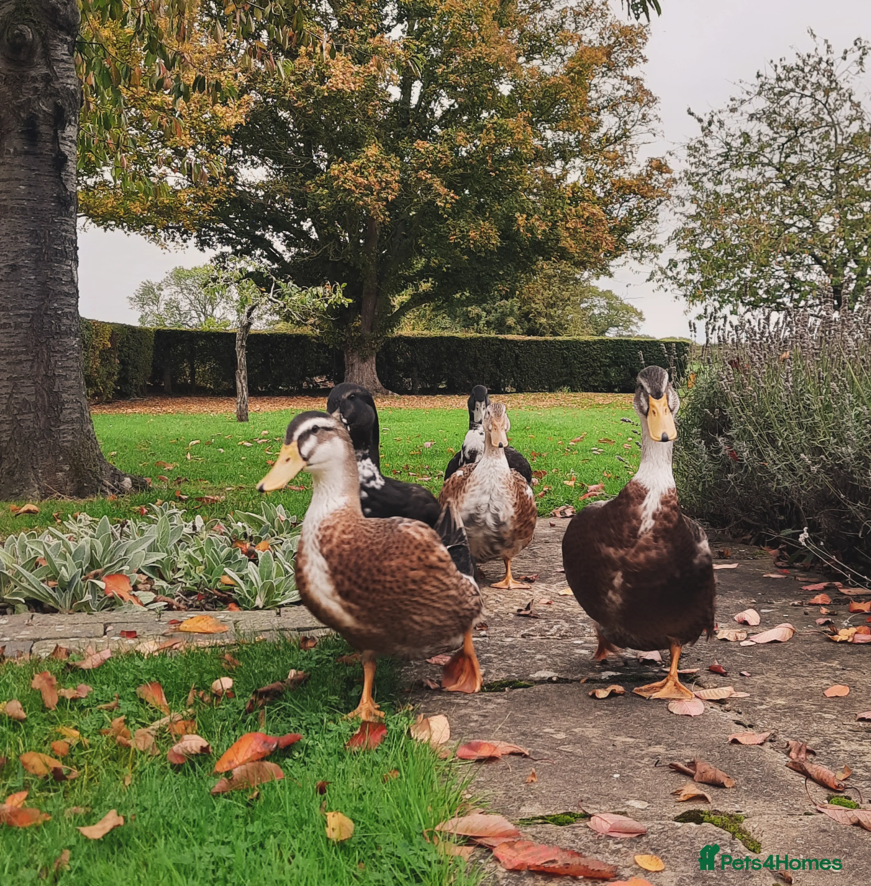Ducks poultry Two beautiful Drakes looking for a friendly flock - Advert 5