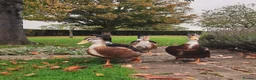 Ducks poultry for sale: Two beautiful Drakes looking for a friendly flock - Advert 1