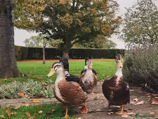Ducks poultry Two beautiful Drakes looking for a friendly flock - Advert 6