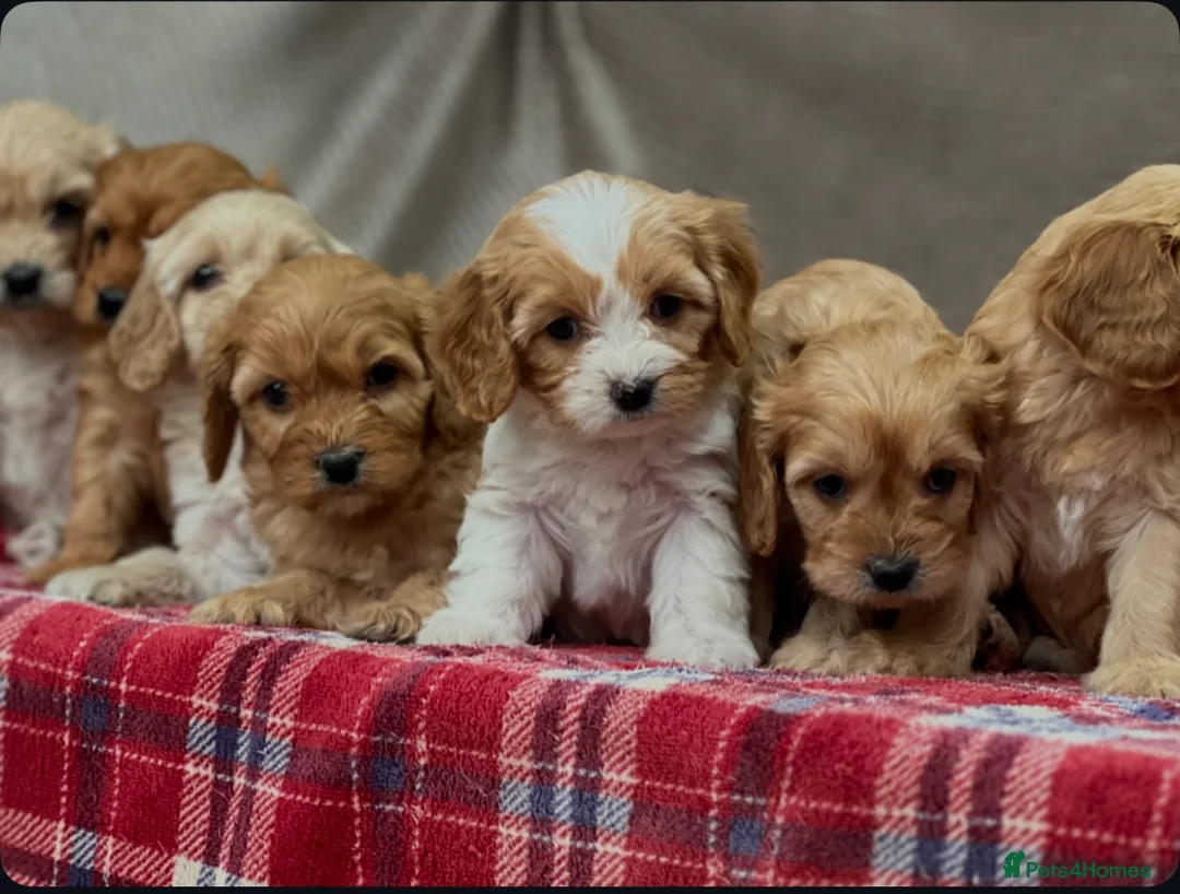 Cavapoochon dogs for sale: BEAUTIFUL CAVAPOOCHON PUPPIES - Advert 9