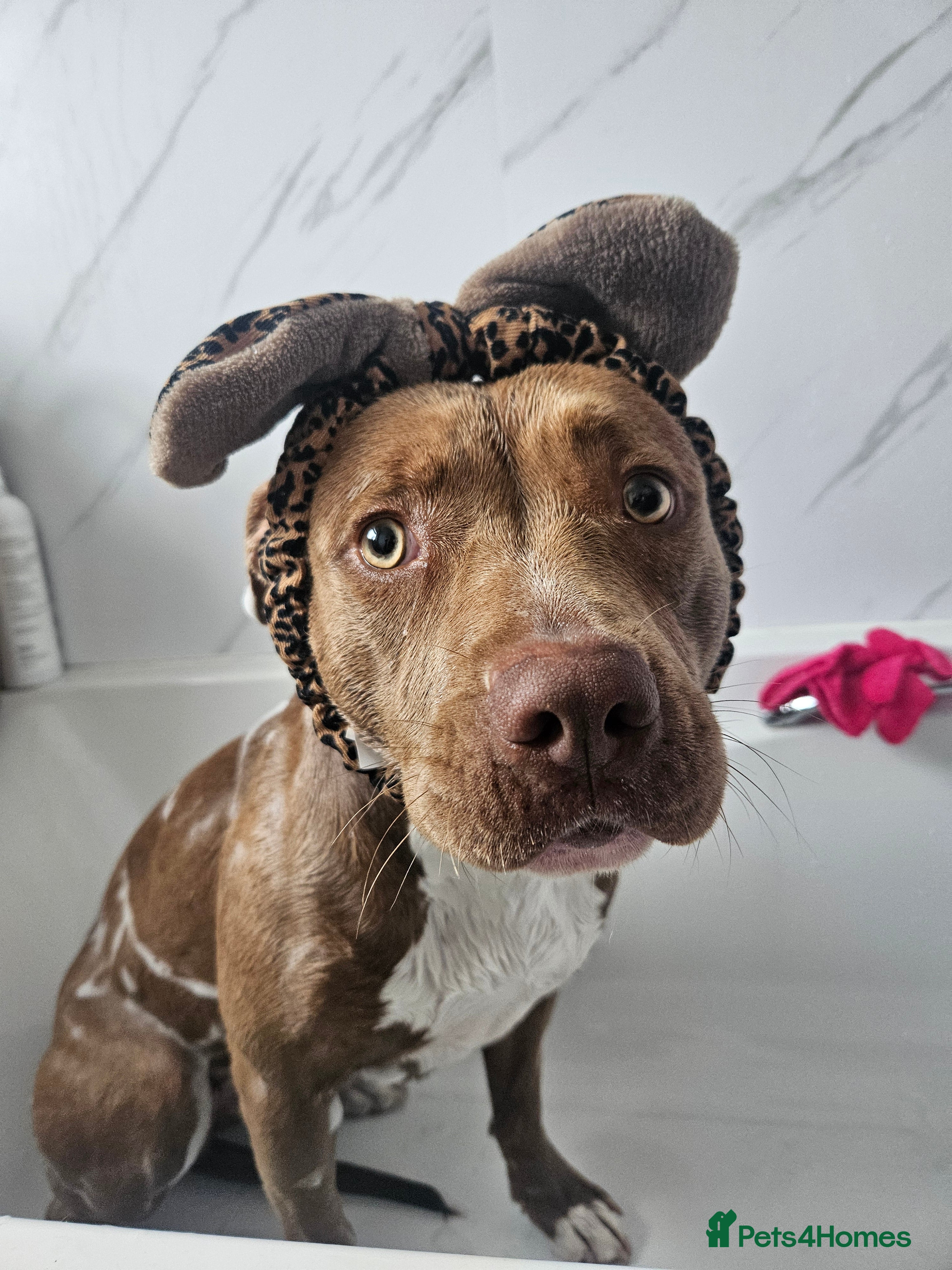 Staffordshire Bull Terrier dogs 16 month old liver & white Staffy cross - Advert 1