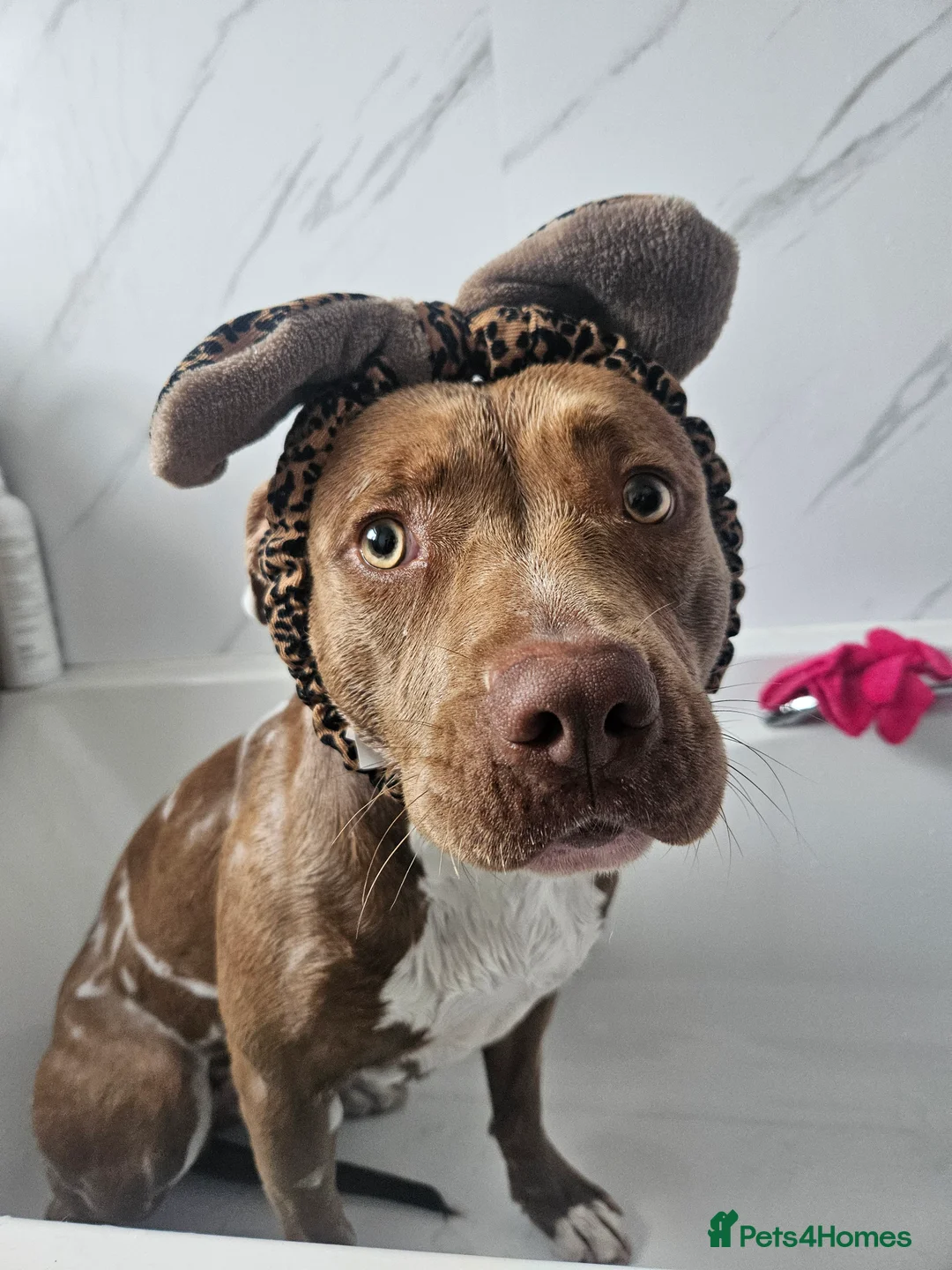 Staffordshire Bull Terrier dogs for sale: 16 month old liver & white Staffy cross - Advert 1